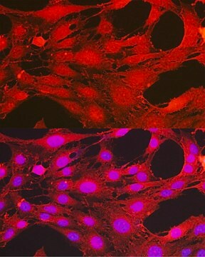 Anti-Phospho-PDPK1-S241 antibody produced in rabbit