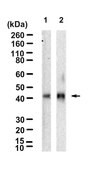 Anti-Fas/CD95 Antibody, clone 1F17 ZooMAb&#174; Rabbit Monoclonal recombinant, expressed in HEK 293 cells