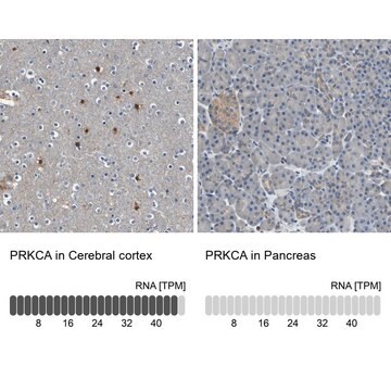 Anti-PRKCA antibody produced in rabbit Ab2, Prestige Antibodies&#174; Powered by Atlas Antibodies, affinity isolated antibody, buffered aqueous glycerol solution