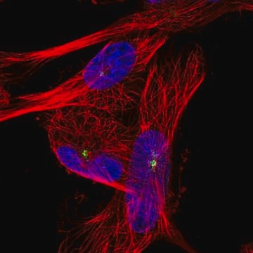 Anti-PIBF1 antibody produced in rabbit Prestige Antibodies&#174; Powered by Atlas Antibodies, affinity isolated antibody