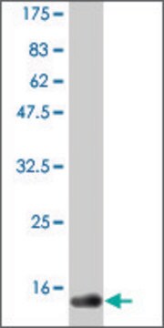 Monoclonal Anti-CD40LG, (C-terminal) antibody produced in mouse clone 3E4, purified immunoglobulin, buffered aqueous solution