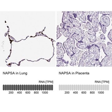 Anti-NAPSA antibody produced in rabbit Prestige Antibodies&#174; Powered by Atlas Antibodies, affinity isolated antibody, buffered aqueous glycerol solution