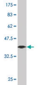 ANTI-ZNF213 antibody produced in mouse clone 3E7, purified immunoglobulin, buffered aqueous solution