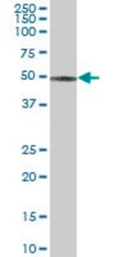 Anti-CCM2 antibody produced in mouse IgG fraction of antiserum, buffered aqueous solution