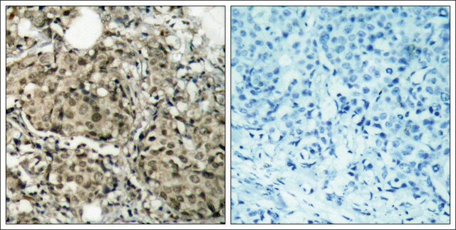 Anti-G3BP1 (Ab-232) antibody produced in rabbit affinity isolated antibody