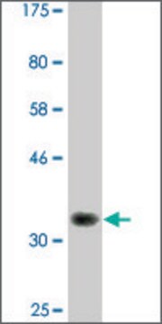 Monoclonal Anti-RPS6KA6 antibody produced in mouse clone 3G12, ascites fluid, solution