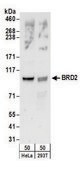 Rabbit anti-BRD2 Antibody, Affinity Purified Powered by Bethyl Laboratories, Inc.