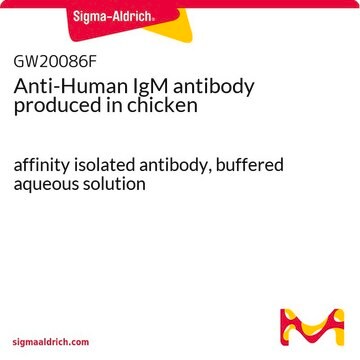 Anti-Human IgM antibody produced in chicken affinity isolated antibody, buffered aqueous solution