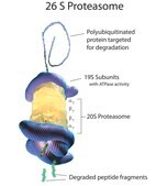 20S Proteasome Fraction from rabbit &#8805;95% (SDS-PAGE), solution