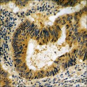 Anti-phospho-ATP1 &#945;1/Na+K+ ATPase1 (pSer23) antibody produced in rabbit affinity isolated antibody