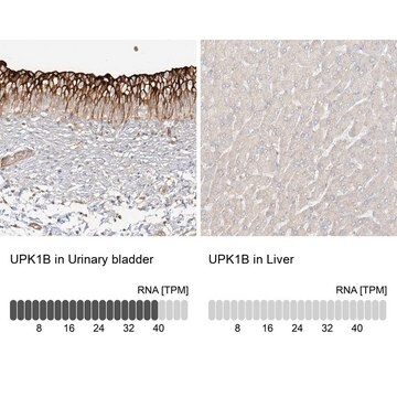 Anti-UPK1B antibody produced in rabbit Prestige Antibodies&#174; Powered by Atlas Antibodies, affinity isolated antibody, buffered aqueous glycerol solution