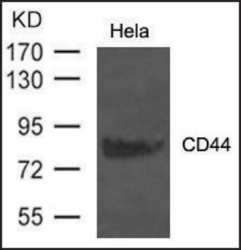 Anti-CD44 antibody produced in rabbit affinity isolated antibody