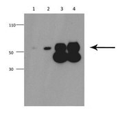 Anti-MMP3 antibody produced in rabbit affinity isolated antibody