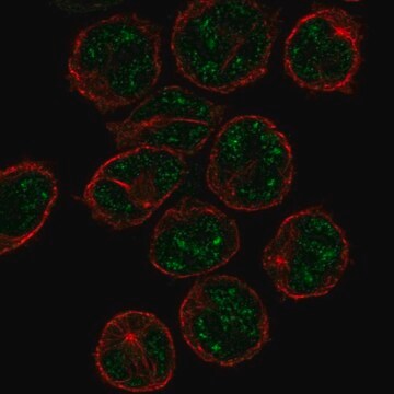 Anti-PCP2 antibody produced in rabbit Prestige Antibodies&#174; Powered by Atlas Antibodies, affinity isolated antibody