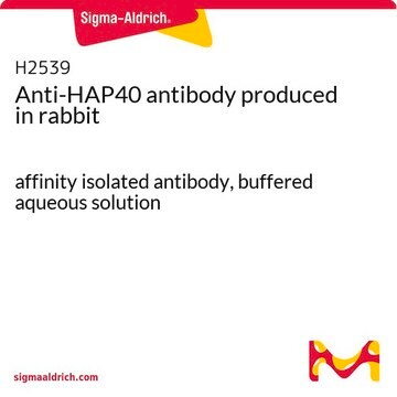 Anti-HAP40 antibody produced in rabbit affinity isolated antibody, buffered aqueous solution