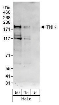Rabbit anti-TNIK Antibody, Affinity Purified Powered by Bethyl Laboratories, Inc.