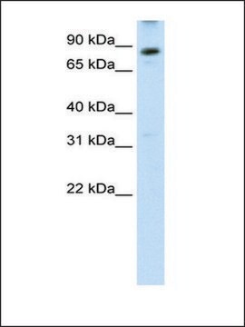 Anti-PPARGC1A affinity isolated antibody