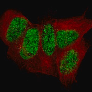 Monoclonal Anti-Cux2 Antibody Produced In Mouse Prestige Antibodies&#174; Powered by Atlas Antibodies, clone CL14332, affinity isolated antibody, buffered aqueous glycerol solution