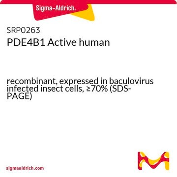 PDE4B1 Active human recombinant, expressed in baculovirus infected insect cells, &#8805;70% (SDS-PAGE)