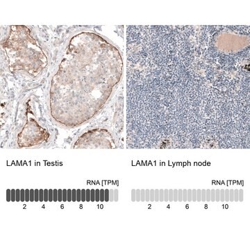 Monoclonal Anti-LAMA1 antibody produced in mouse Prestige Antibodies&#174; Powered by Atlas Antibodies, clone CL3087, purified immunoglobulin, buffered aqueous glycerol solution