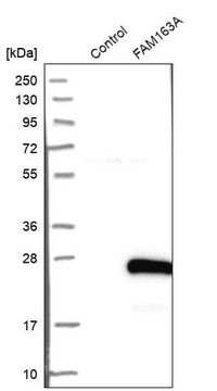 Anti-FAM163A antibody produced in rabbit Prestige Antibodies&#174; Powered by Atlas Antibodies, affinity isolated antibody, buffered aqueous glycerol solution