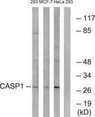 Anti-CASP1, C-Terminal antibody produced in rabbit affinity isolated antibody