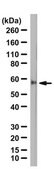 Anti-Substance P Receptor from rabbit, purified by affinity chromatography