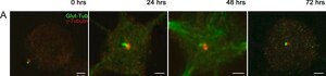 Anti-Tubulin Antibody, Detyrosinated Chemicon&#174;, from rabbit
