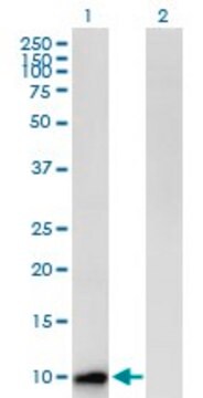 Anti-CST8 antibody produced in mouse purified immunoglobulin, buffered aqueous solution