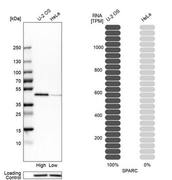 Anti-SPARC antibody produced in rabbit Ab1, Prestige Antibodies&#174; Powered by Atlas Antibodies, affinity isolated antibody, buffered aqueous glycerol solution