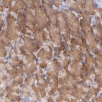 ANTI-EIF3L antibody produced in rabbit Prestige Antibodies&#174; Powered by Atlas Antibodies, affinity isolated antibody, buffered aqueous glycerol solution