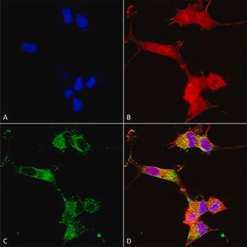 Monoclonal Anti-Mglur1/5 antibody produced in mouse clone S75-33, purified immunoglobulin