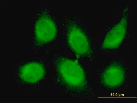 Monoclonal Anti-CBLL1 antibody produced in mouse clone 4C2, purified immunoglobulin, buffered aqueous solution