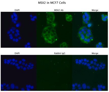 Anti-MSX2, (N-terminal) antibody produced in rabbit affinity isolated antibody