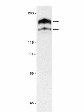 Anti-PDGFR&#945; Antibody Upstate&#174;, from rabbit