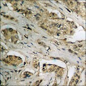 Anti-phospho-JAK2 (pTyr931) antibody produced in rabbit affinity isolated antibody