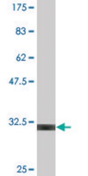 Monoclonal Anti-UCP1 antibody produced in mouse clone 4B7, purified immunoglobulin, buffered aqueous solution