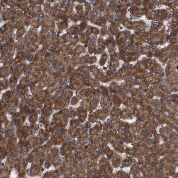 Anti-SIGLEC8 antibody produced in rabbit Prestige Antibodies&#174; Powered by Atlas Antibodies, affinity isolated antibody, buffered aqueous glycerol solution