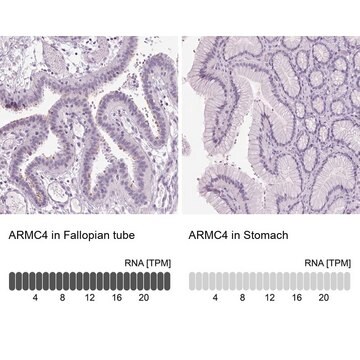 Anti-ARMC4 antibody produced in rabbit Prestige Antibodies&#174; Powered by Atlas Antibodies, affinity isolated antibody, buffered aqueous glycerol solution