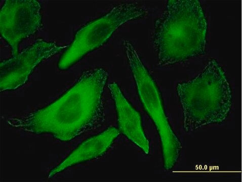 Monoclonal Anti-MAPK12 antibody produced in mouse clone 4F4-3D2, purified immunoglobulin, buffered aqueous solution