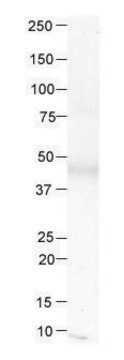 Anti-METAP1 (N-terminal) antibody produced in rabbit affinity isolated antibody