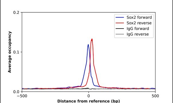 Anti-SOX2 antibody produced in rabbit Prestige Antibodies&#174; Powered by Atlas Antibodies, affinity isolated antibody