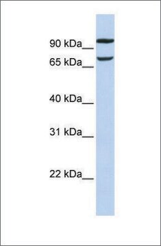 Anti-FAM38B antibody produced in rabbit affinity isolated antibody