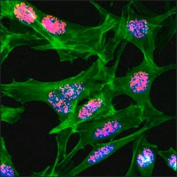 Anti-Acetyl-Histone H3 (Lys23) antibody, Rabbit monoclonal recombinant, expressed in HEK 293 cells, clone RM169, purified immunoglobulin