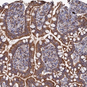 Anti-AQP11 antibody produced in rabbit Prestige Antibodies&#174; Powered by Atlas Antibodies, affinity isolated antibody, buffered aqueous glycerol solution