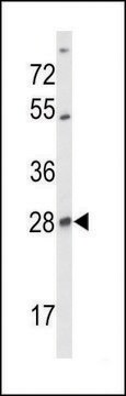 ANTI-SELT (N-TERM) antibody produced in rabbit IgG fraction of antiserum, buffered aqueous solution