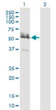 Anti-LRRFIP2 antibody produced in mouse purified immunoglobulin, buffered aqueous solution
