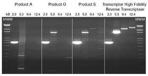 Transcriptor High Fidelity cDNA Synthesis Kit sufficient for 50&#160;reactions, sufficient for 100&#160;reactions, sufficient for 200&#160;reactions, suitable for RT-PCR, suitable for RT-qPCR