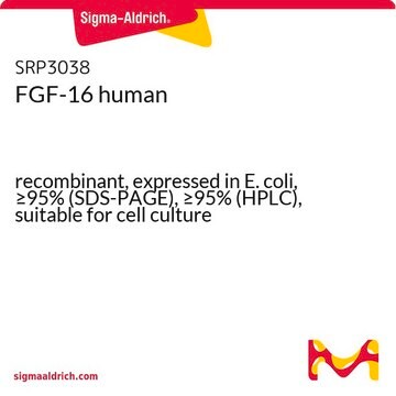 FGF-16 human recombinant, expressed in E. coli, &#8805;95% (SDS-PAGE), &#8805;95% (HPLC), suitable for cell culture