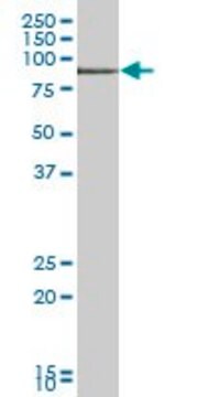 Anti-TIAM2 antibody produced in mouse purified immunoglobulin, buffered aqueous solution